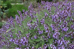 Salvia officinalis - blossom